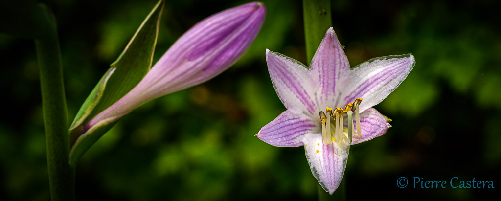 fleurs d'été